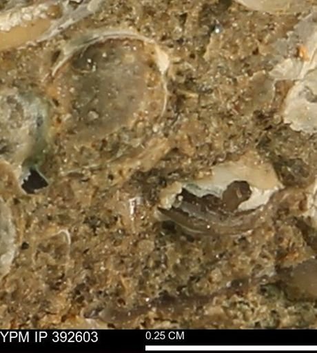 Protocardia subquadrata