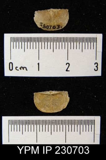 Chonetes granulifer armatus