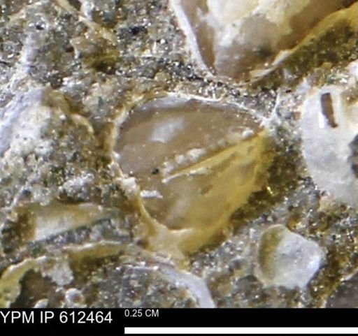 Protocardia subquadrata