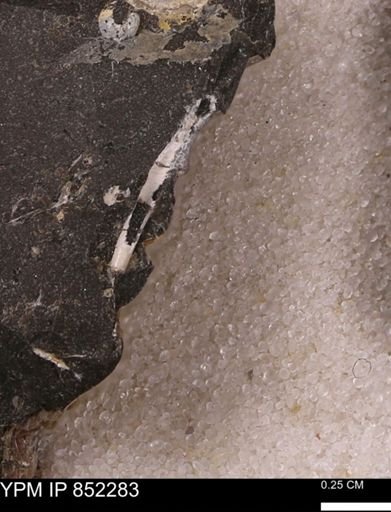 undet. Scaphopoda