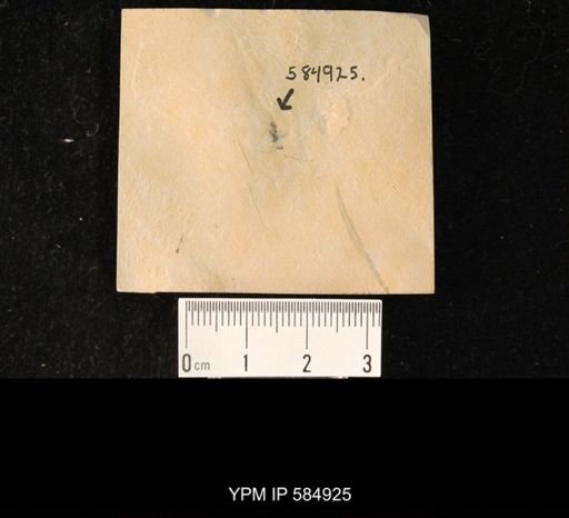 undet. Hymenoptera