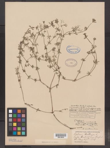 Galium erectum
