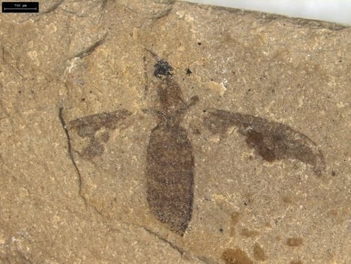 Bibionidae?