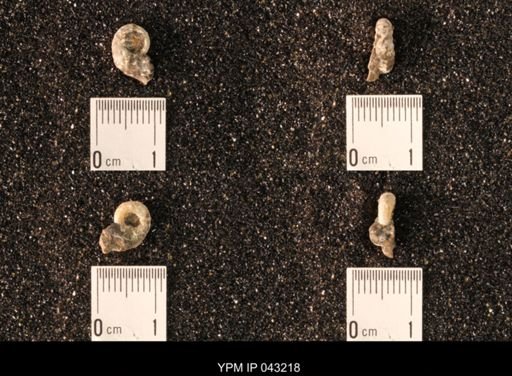 Hoploscaphites nicolletii