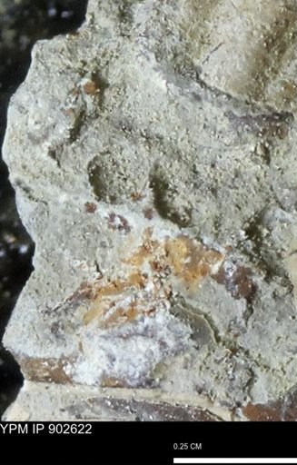 undet. Bivalvia