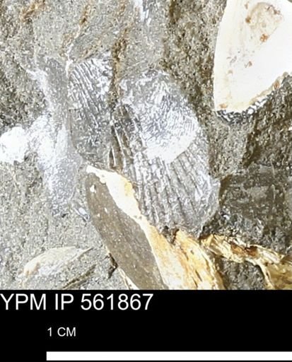 Oxytoma (Hypoxytoma) nebrascana