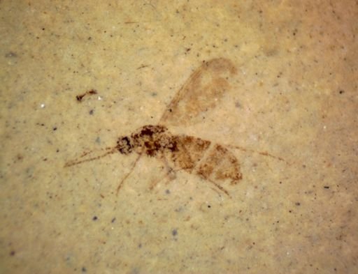 undet. Diptera