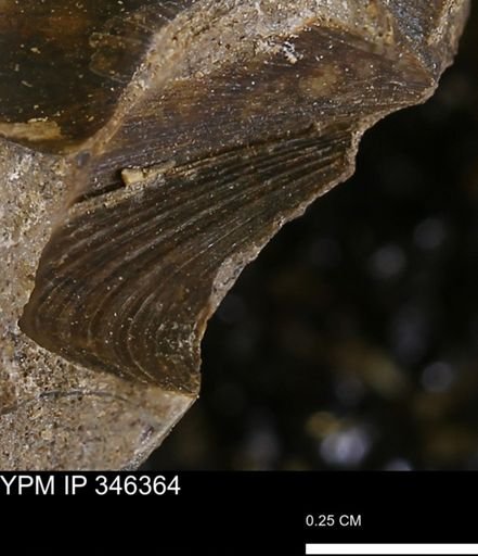 Limopsis striatopunctatus