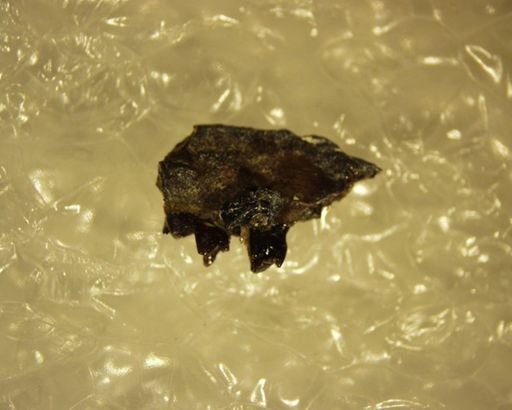 Diacocherus minutus