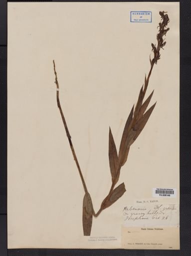 Habenaria