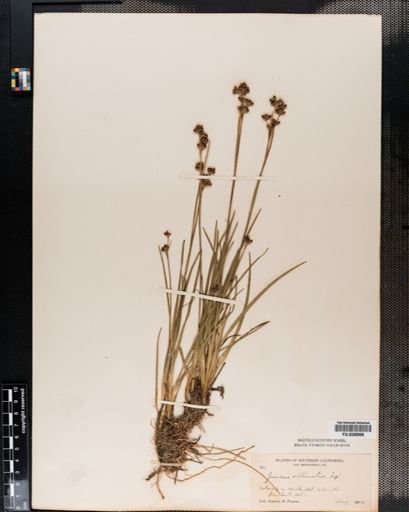Juncus