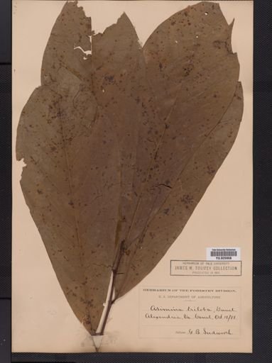 Asimina triloba