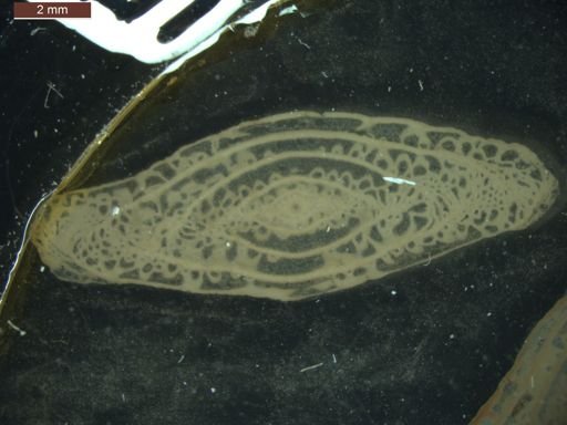 Pseudoschwagerina texana
