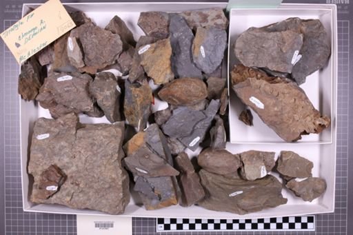 mixed taxa, stratigraphic collection