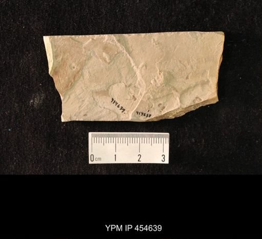 undet. Culicidae