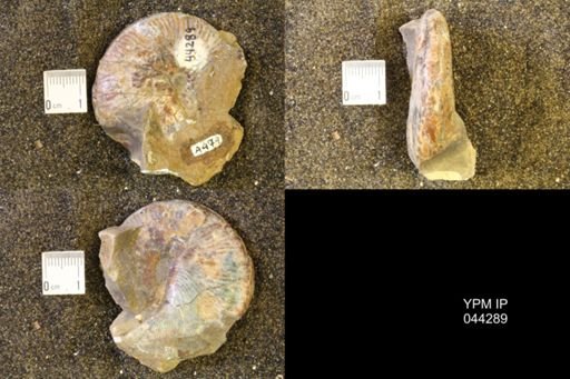 Hoploscaphites comprimus