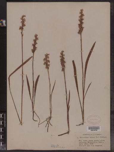 Spiranthes cernua
