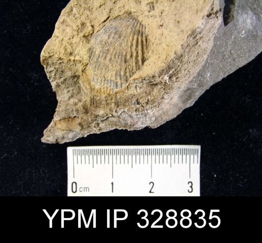 undet. Atrypida