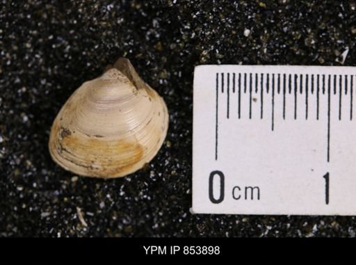Limopsis striatopunctatus