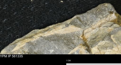 Baculites sp.
