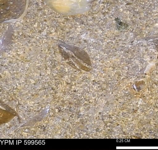 Protocardia subquadrata
