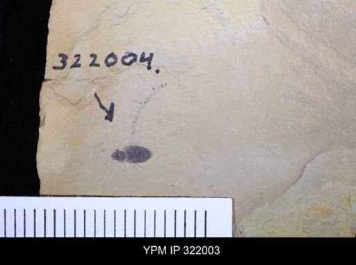 undet. Coleoptera
