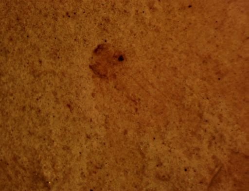 Diptera?