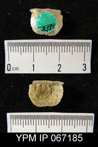 Stropheodonta calvini
