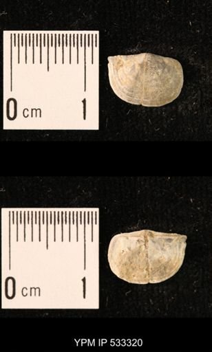 Chonetes sp.