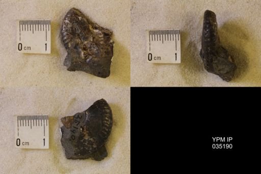 undet. Scaphitidae
