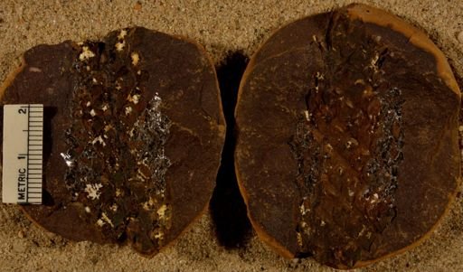 Lepidodendron