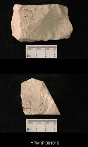 Protelytron permianum
