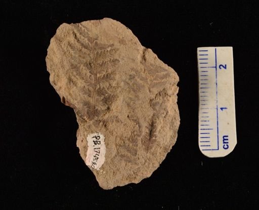 Cladophlebis sp.