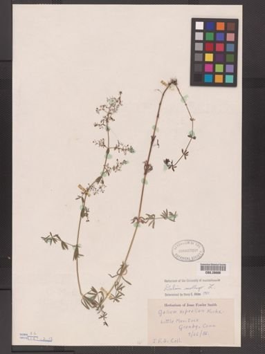 Galium mollugo