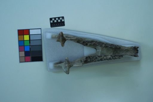 Caenopus sp.