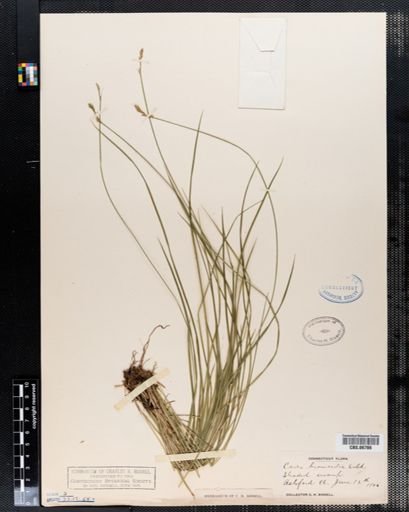 Carex bromoides