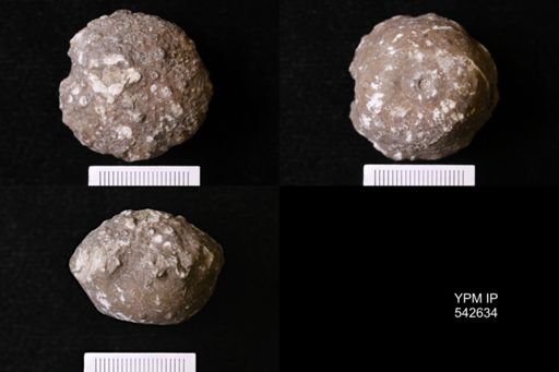 Megistocrinus regularis