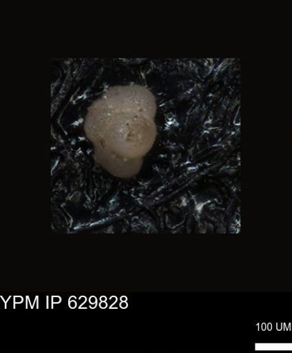 undet. Foraminiferida