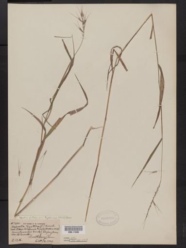 Elymus hystrix