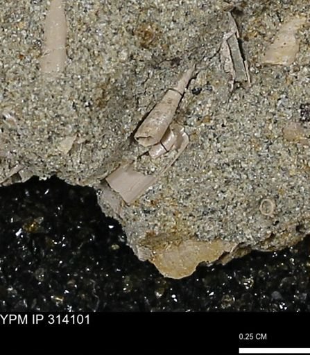 undet. Scaphopoda