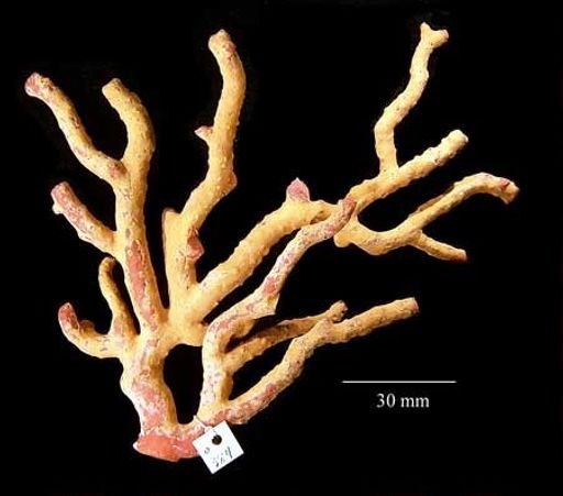 Corallium rubrum