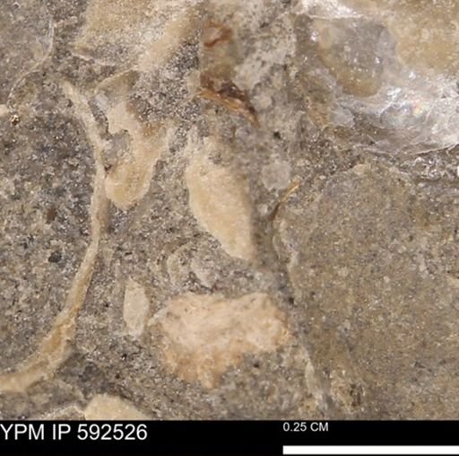 undet. Mollusca