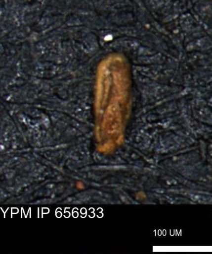 Miliammina cf. sproulei