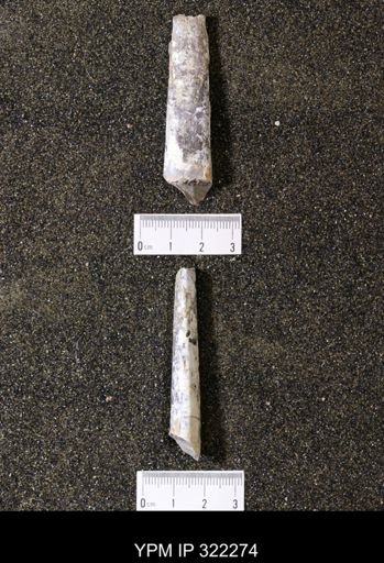 Baculites sp.