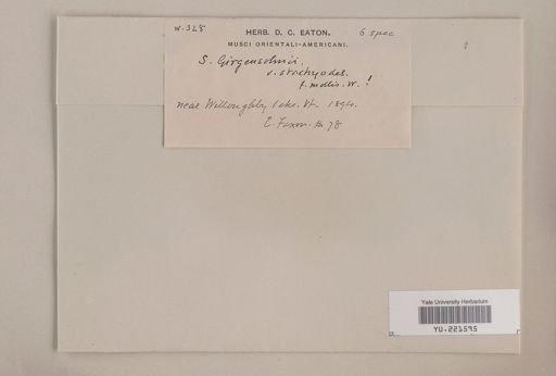 Sphagnum girgensohnii
