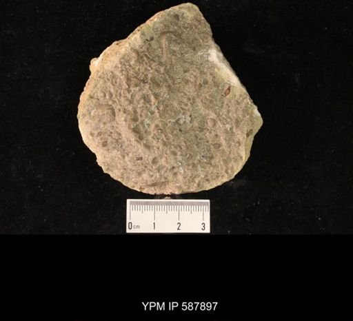 Zygospira recurvirostris