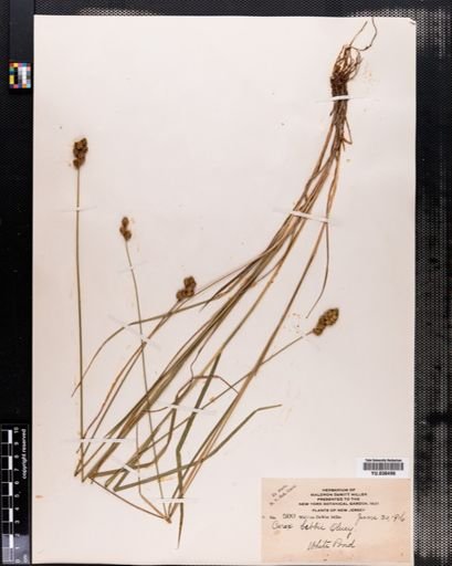 Carex bebbii