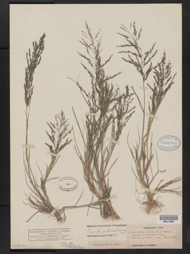 Eragrostis pectinacea