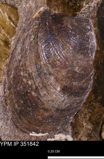 Limopsis striatopunctatus