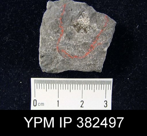 Pustula nebrascensis